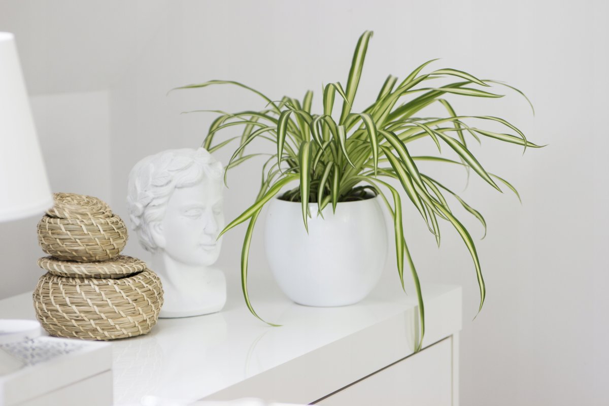 Хлорофитум Atlantic