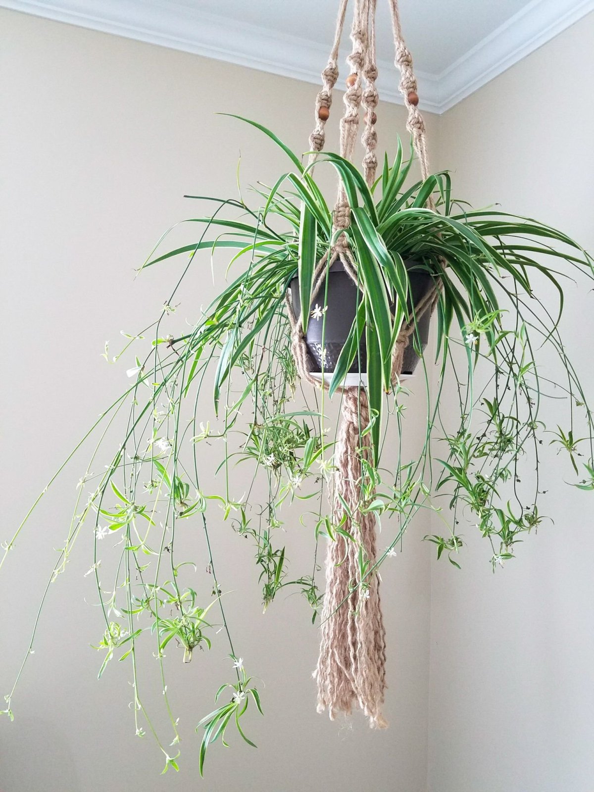 Хлорофитум ампельный