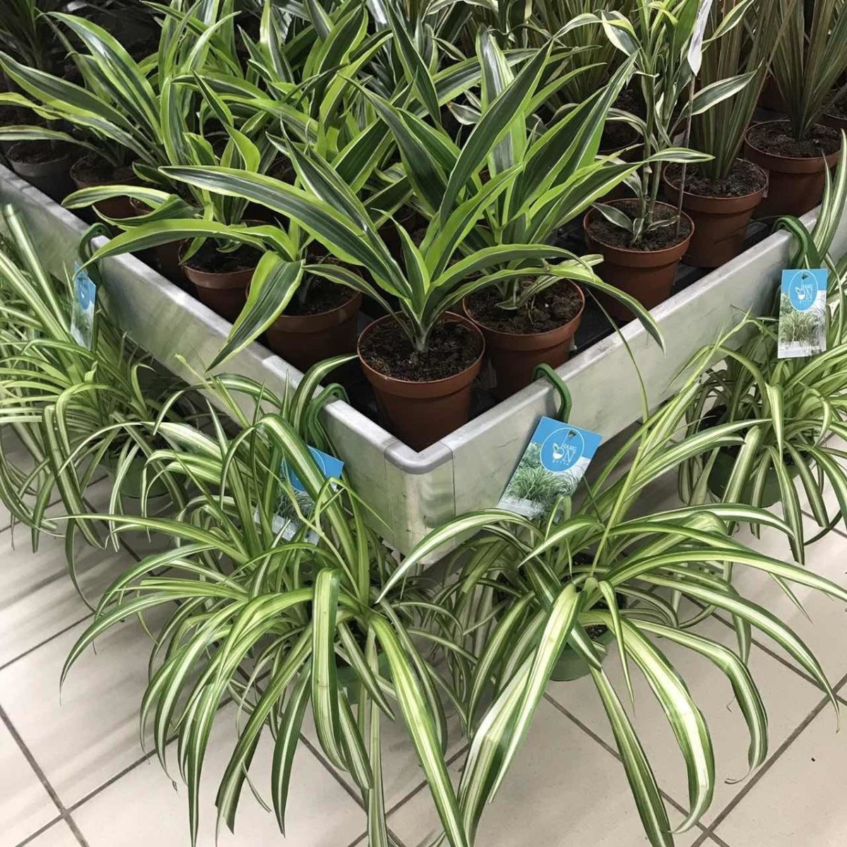 Хлорофитум зеленая Лилия