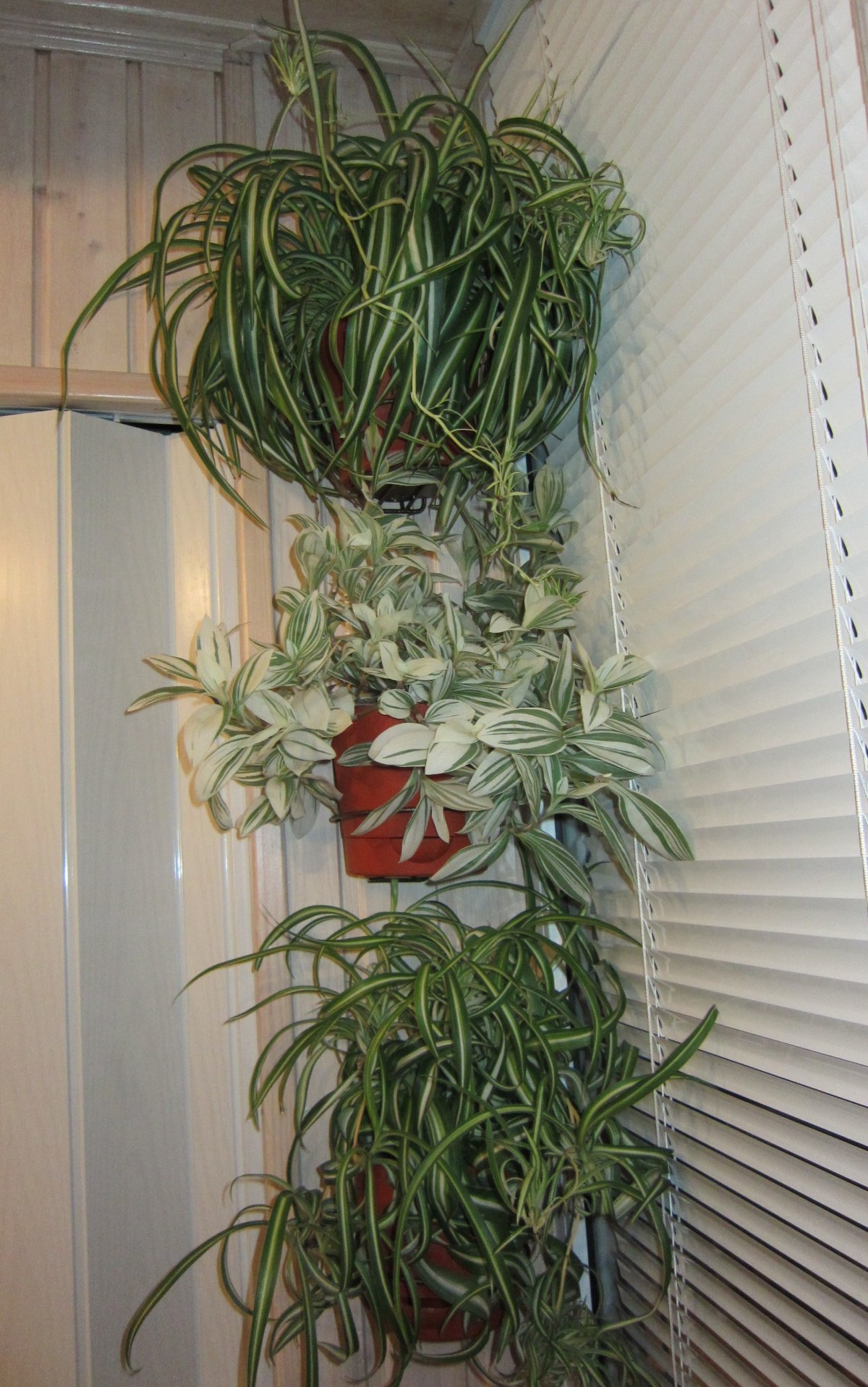 Традесканция хлорофитум