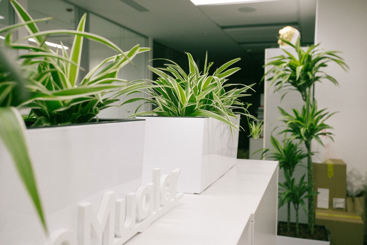 Хлорофитум в интерьере