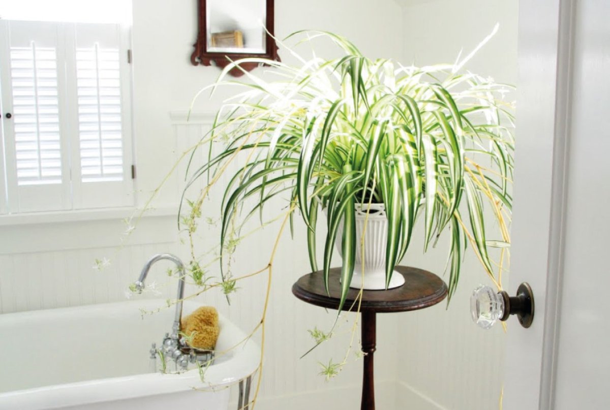 Хлорофитум в интерьере