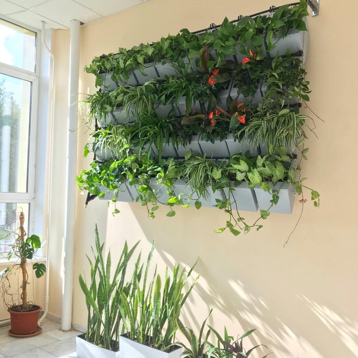 Хлорофитум фитостена