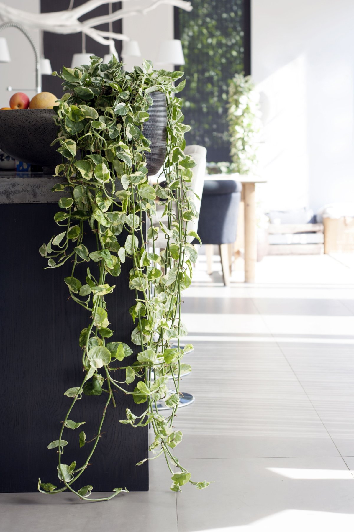 Плющ сциндапсус