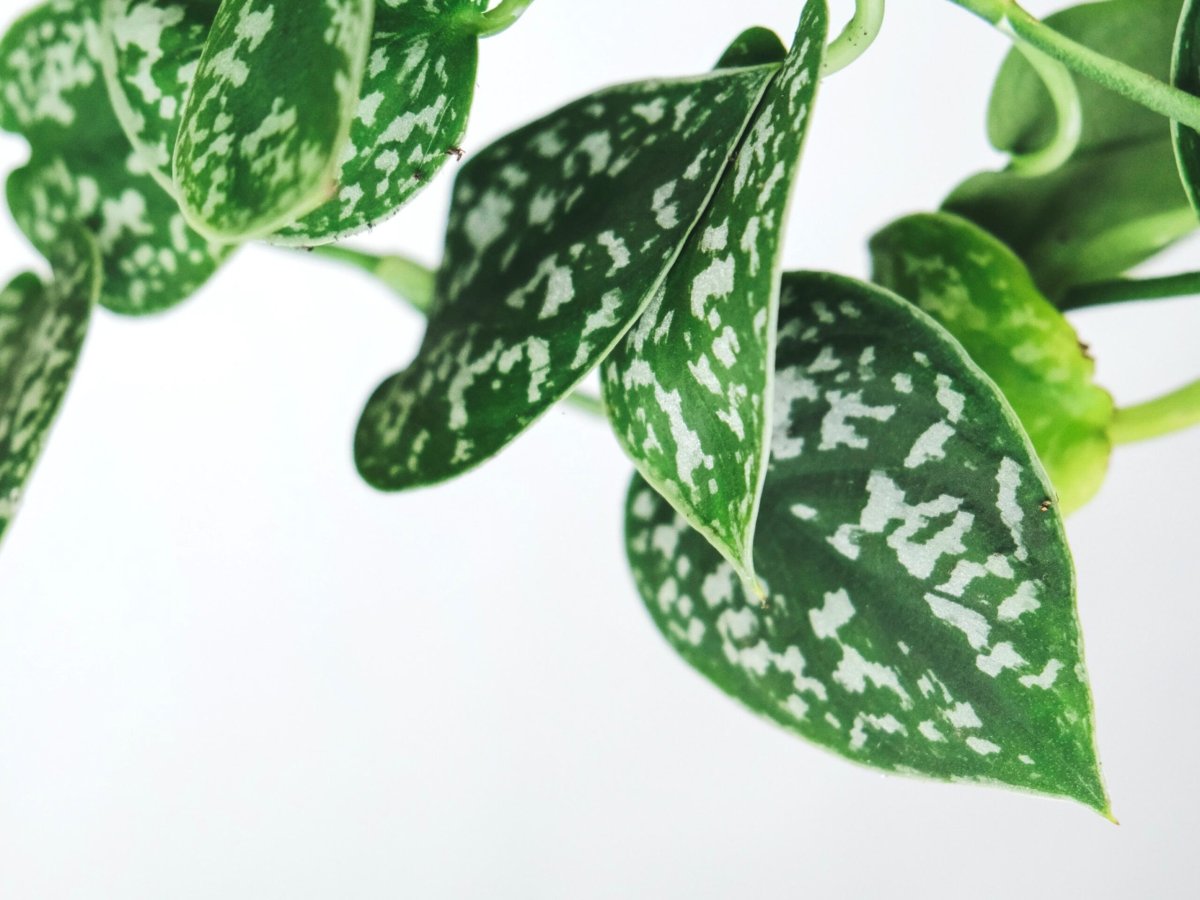 Сциндапсус Сильвер леди