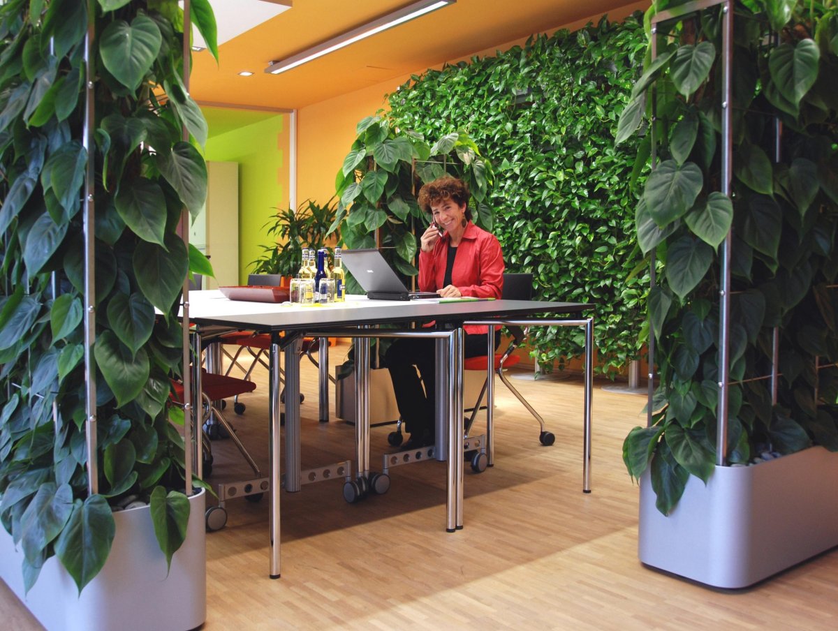 Сциндапсус фитомодули