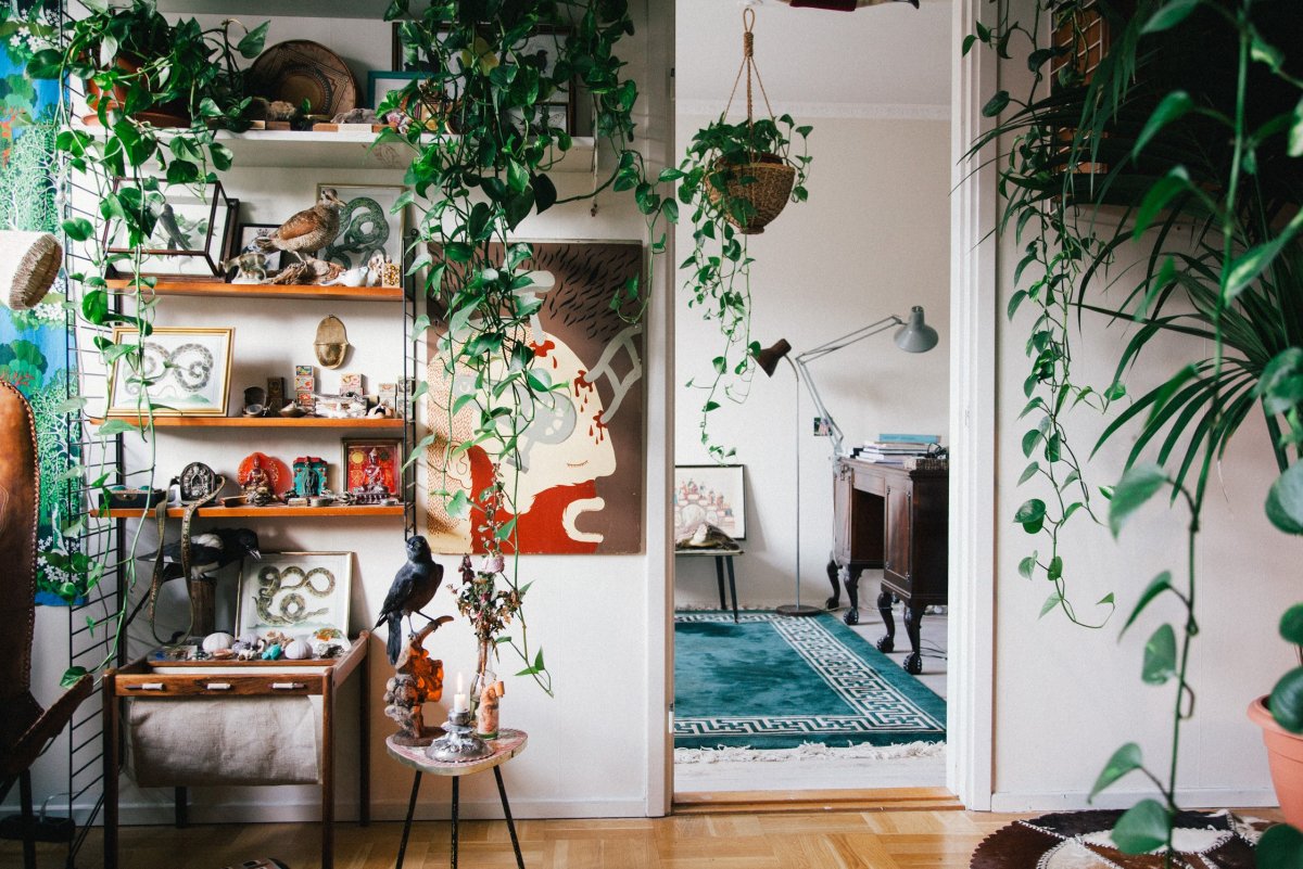 Лианы в комнате декор