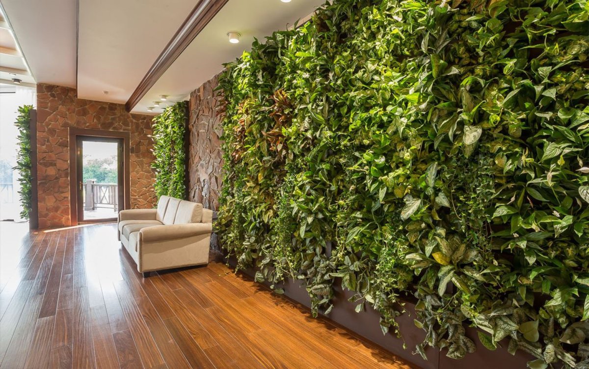 Сциндапсус фитостена