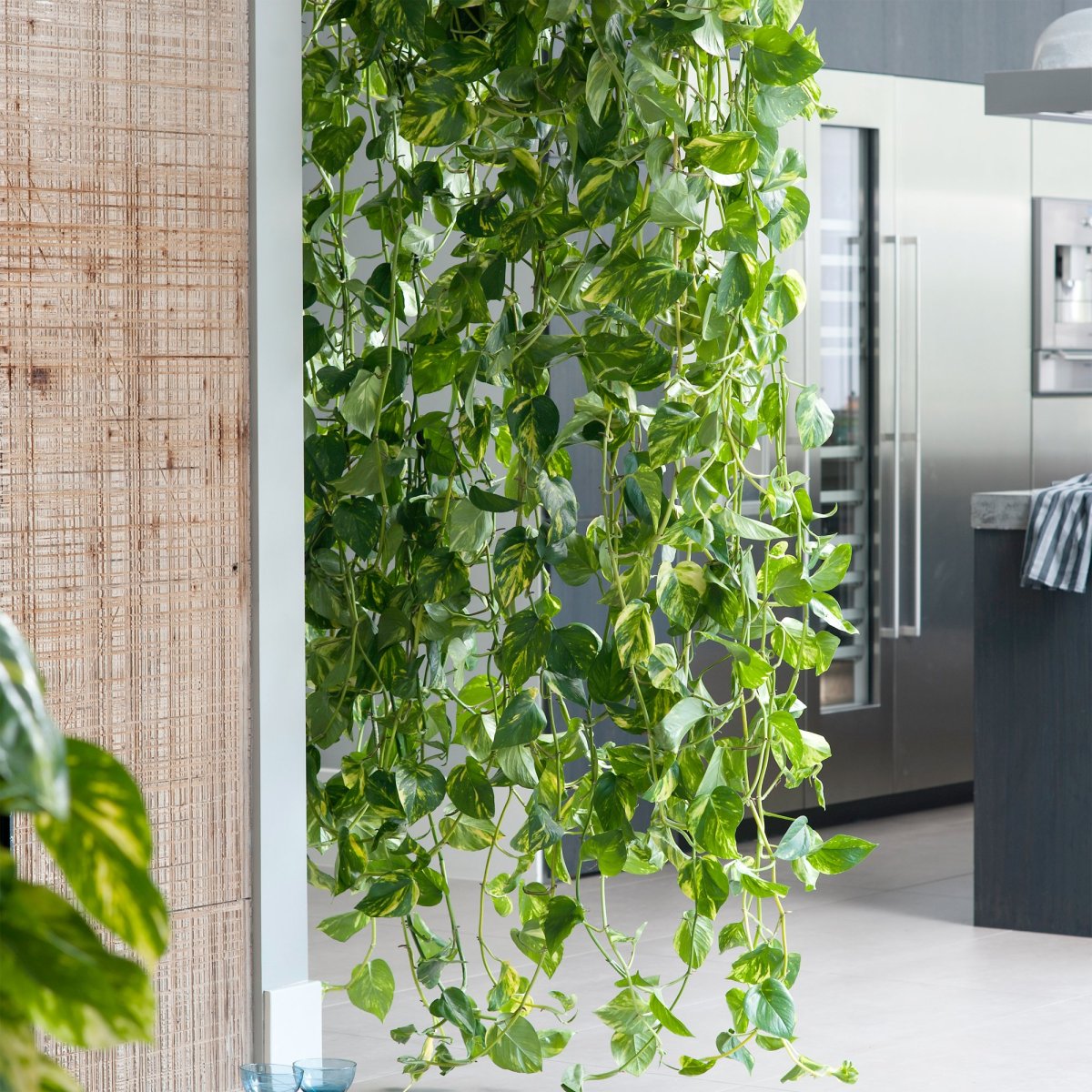 Сциндапсус Вьюн Лиана