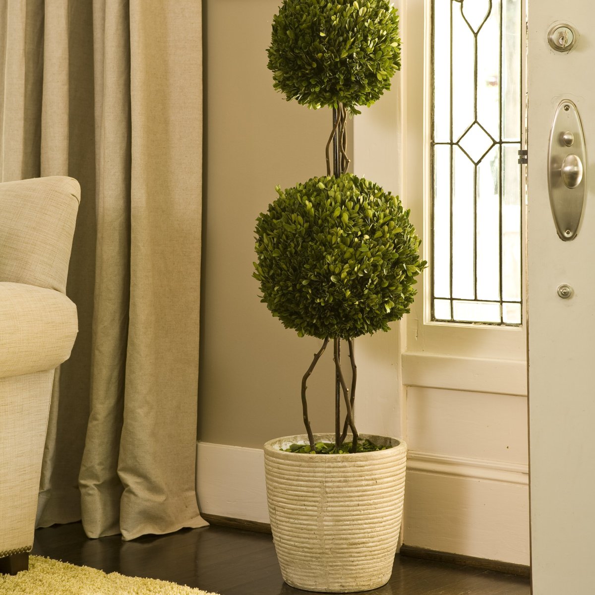 Растения самшит в интерьере квартиры