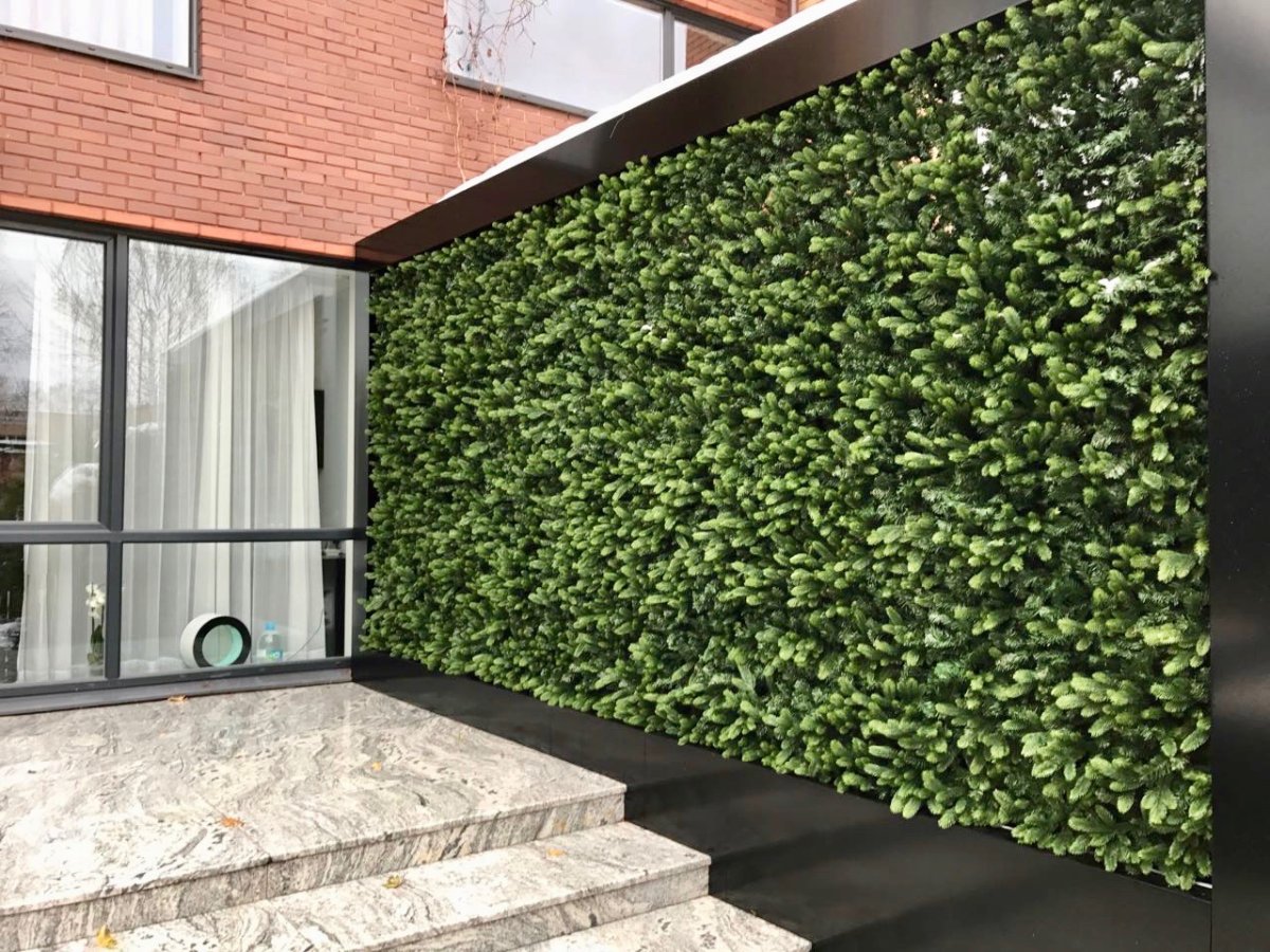 Фитостена хвоя