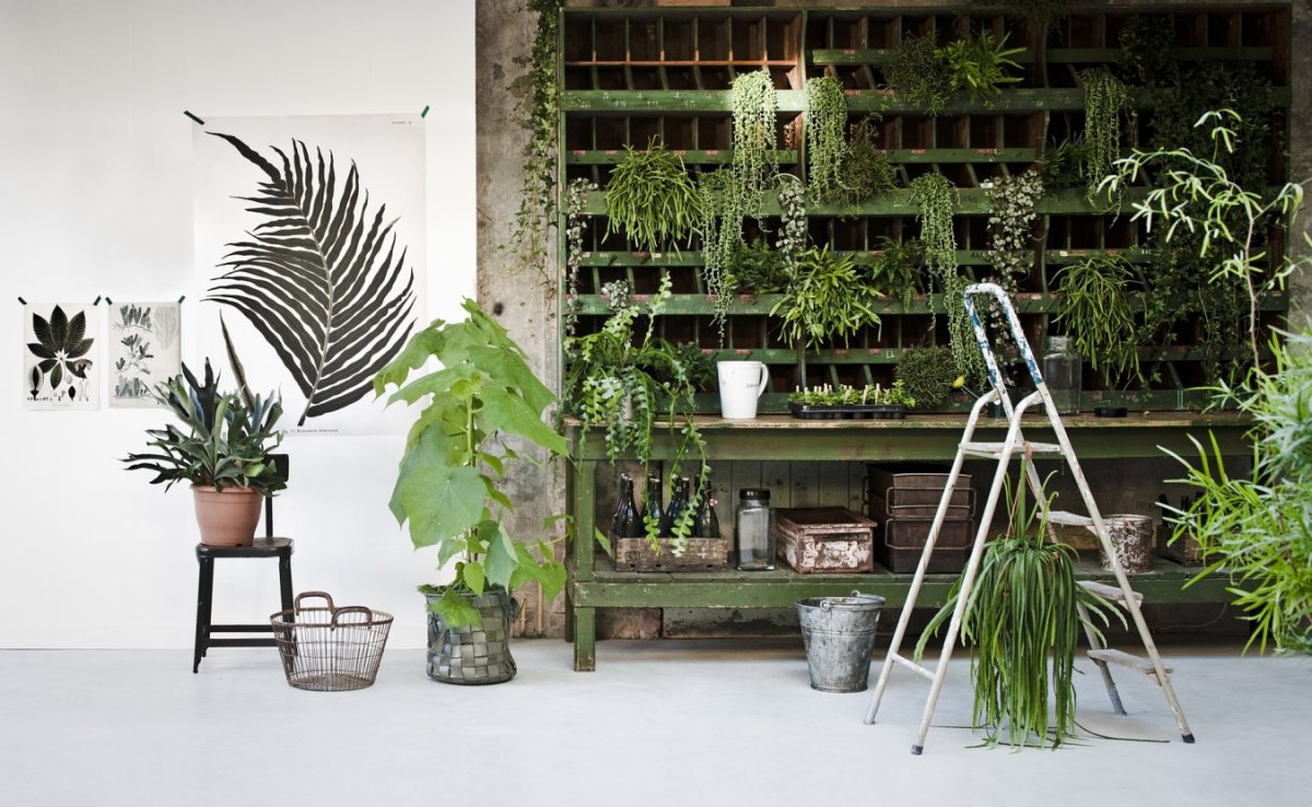 Комнатные растения лофт