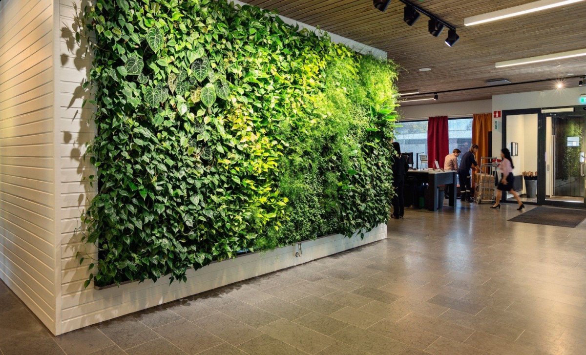 Хлорофитум фитостена