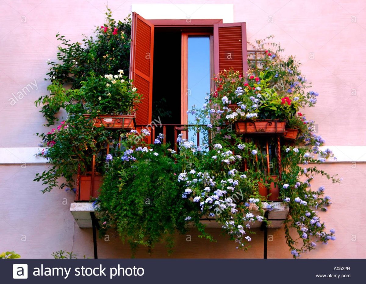 Вьющиеся растения для французского балкона