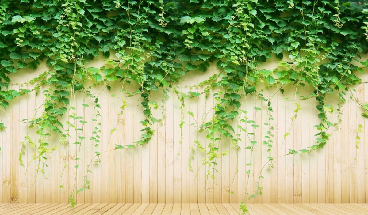 Лианы на стене