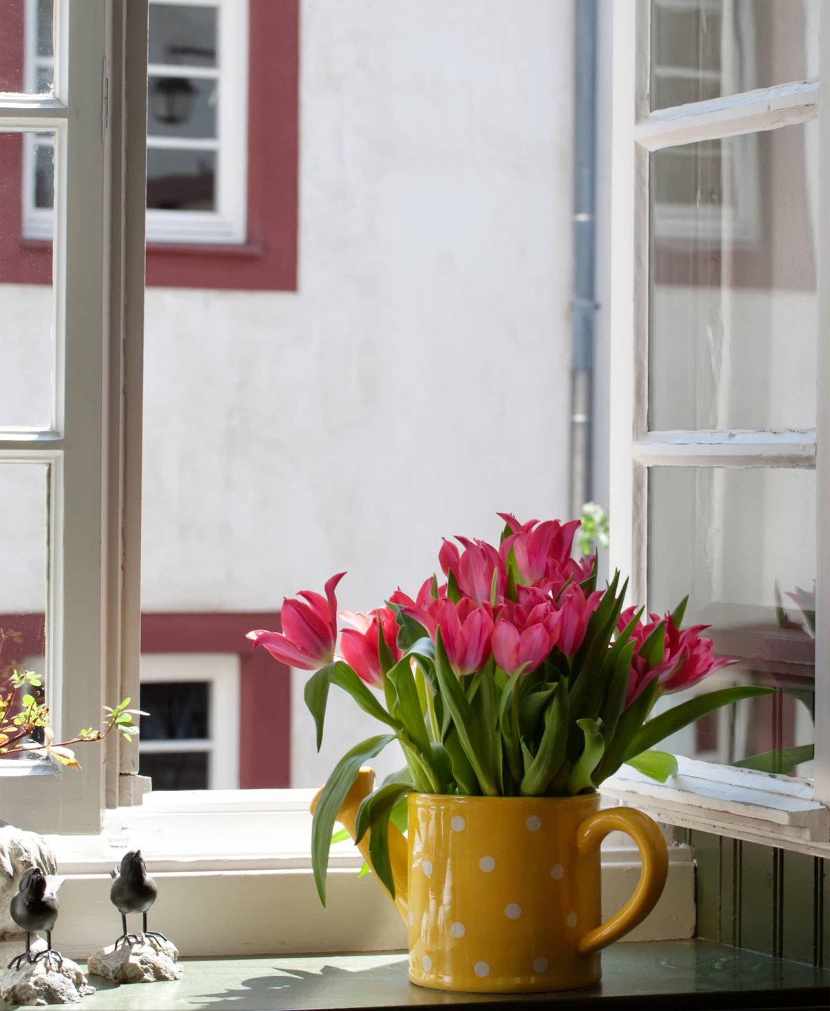 Тюльпаны в горшке на окне