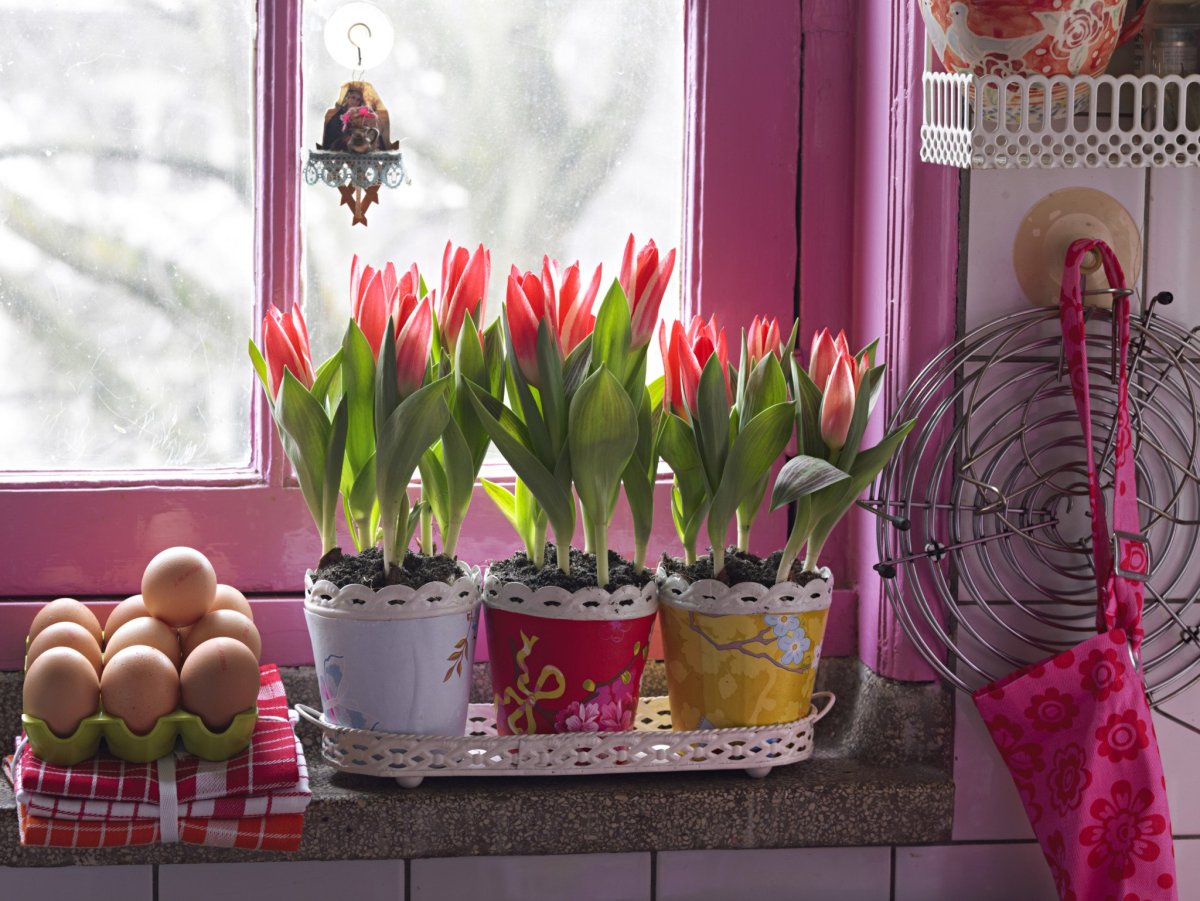 Цветы на подоконнике