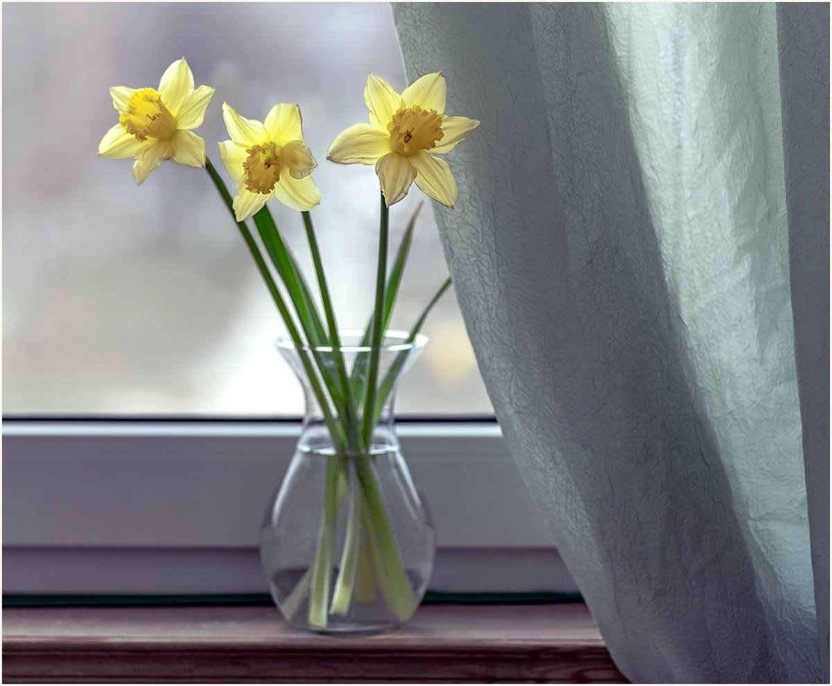 Нарцисс букетный