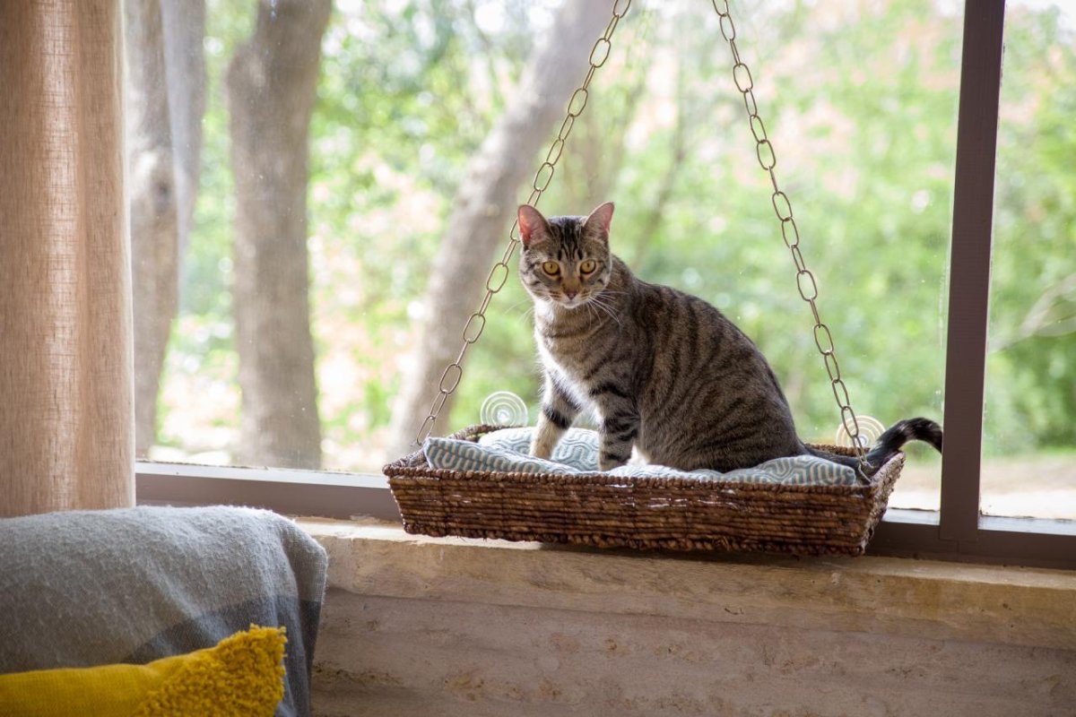 Место для кота на подоконнике