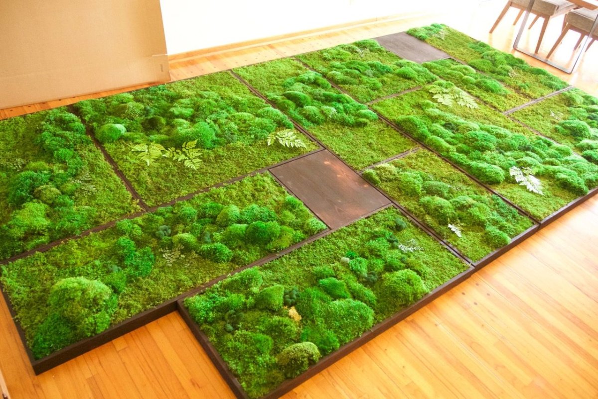 Ковровый мох