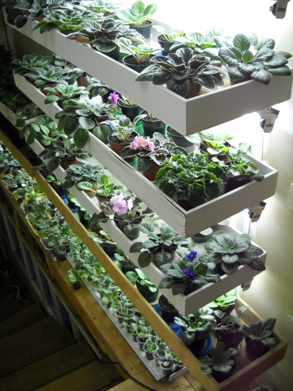 Стеллаж для фиалок