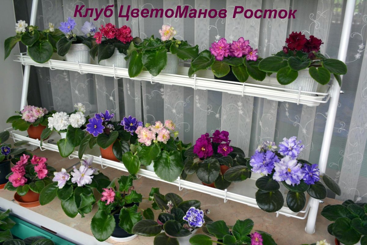 Стеллаж Хедера для растений и рассады