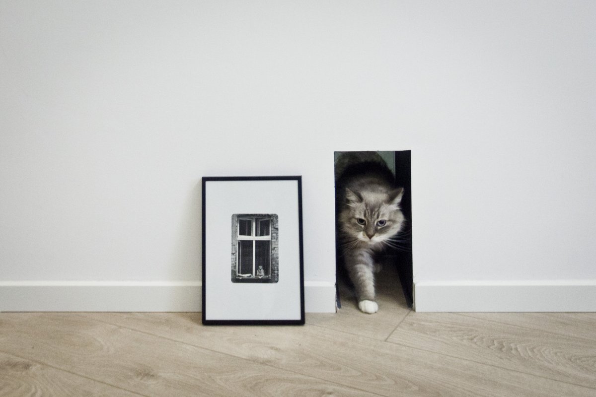 Кошка в новой квартире