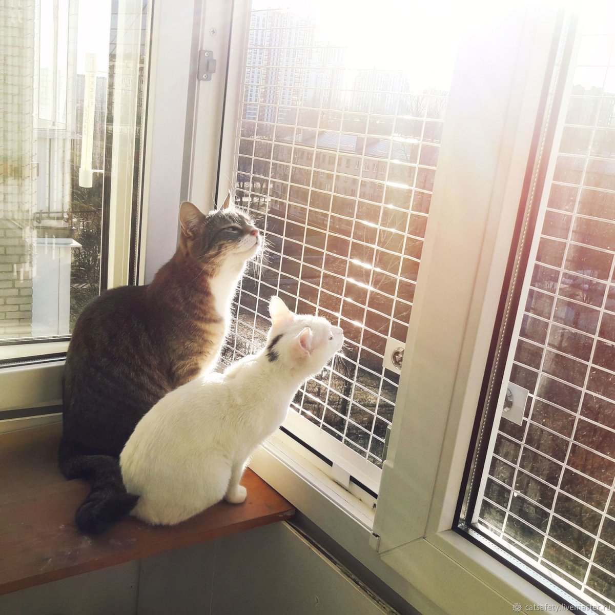 МС антикошка