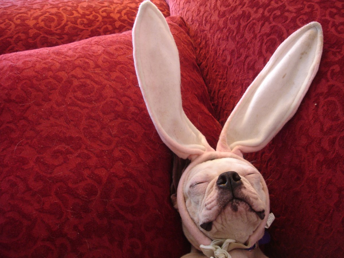 Собака с заячьими ушами