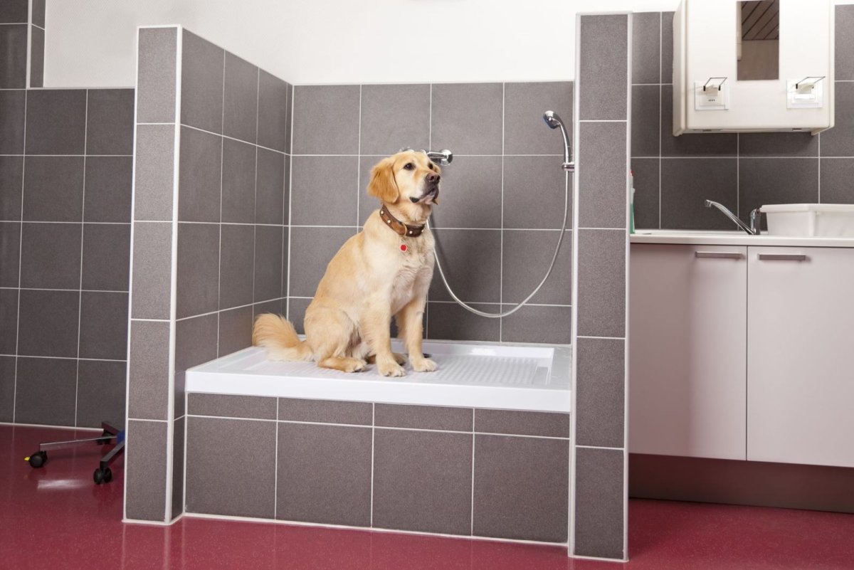 Раковина для мытья собак