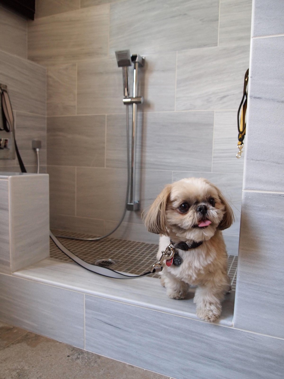 Ванная для собак