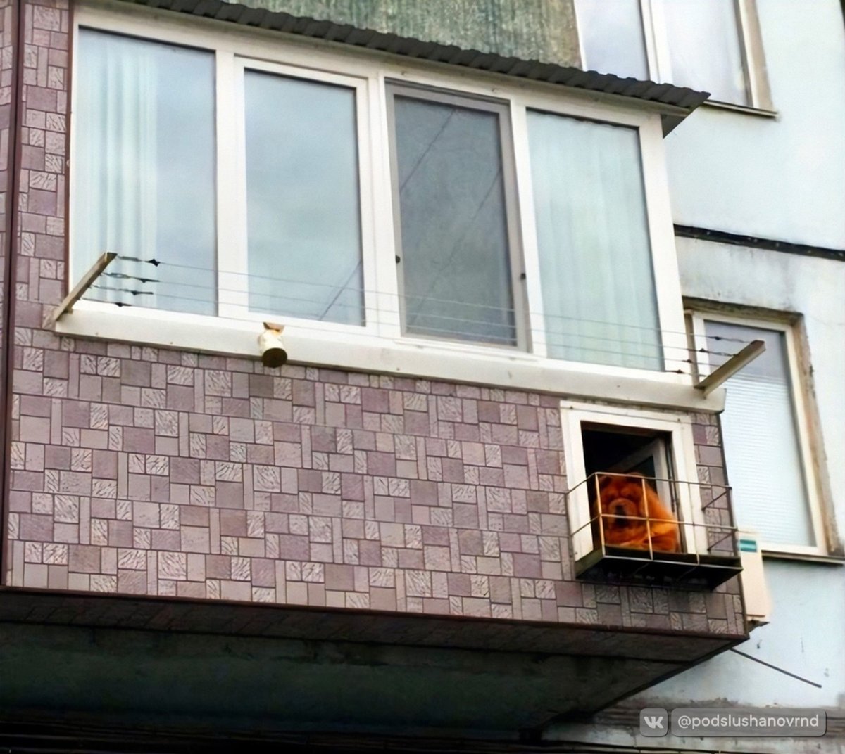 Окно для собаки на балконе