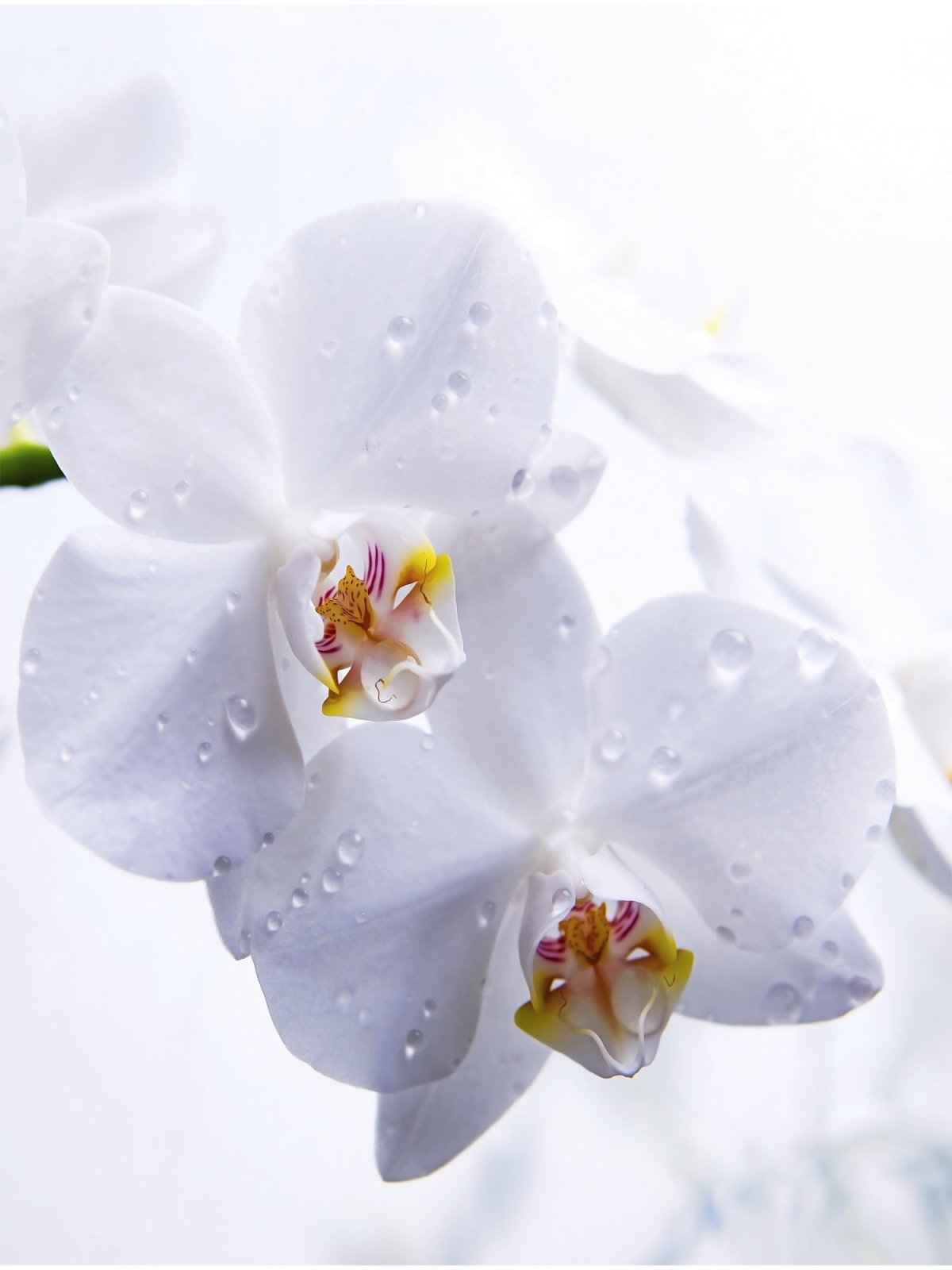 Цветочный фон