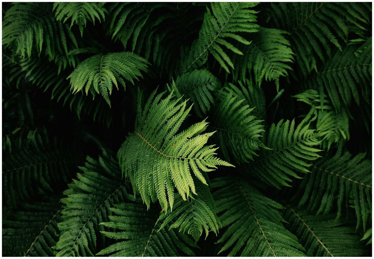 Лист папоротника