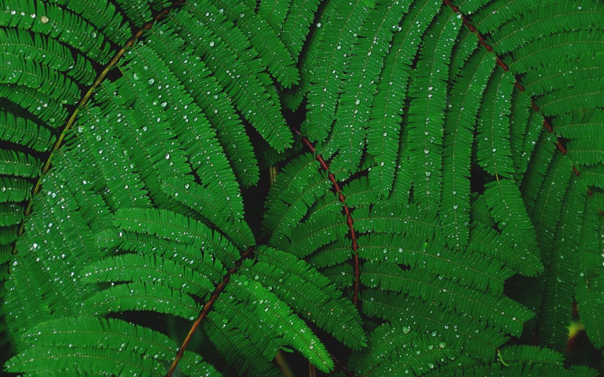 Папоротник Щитовник красный