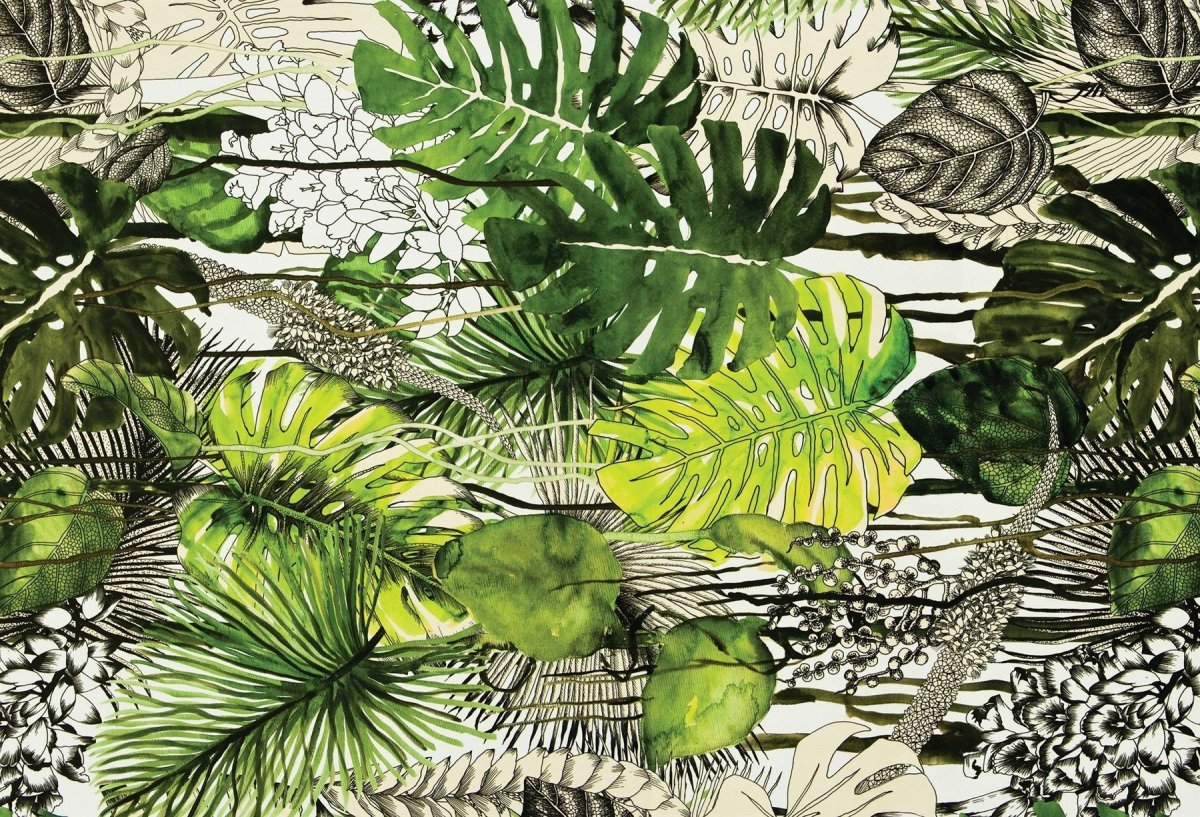 Монстера Пертусум