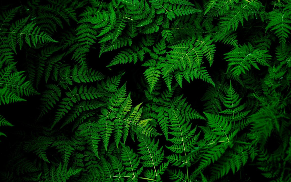 Травянистые папоротники