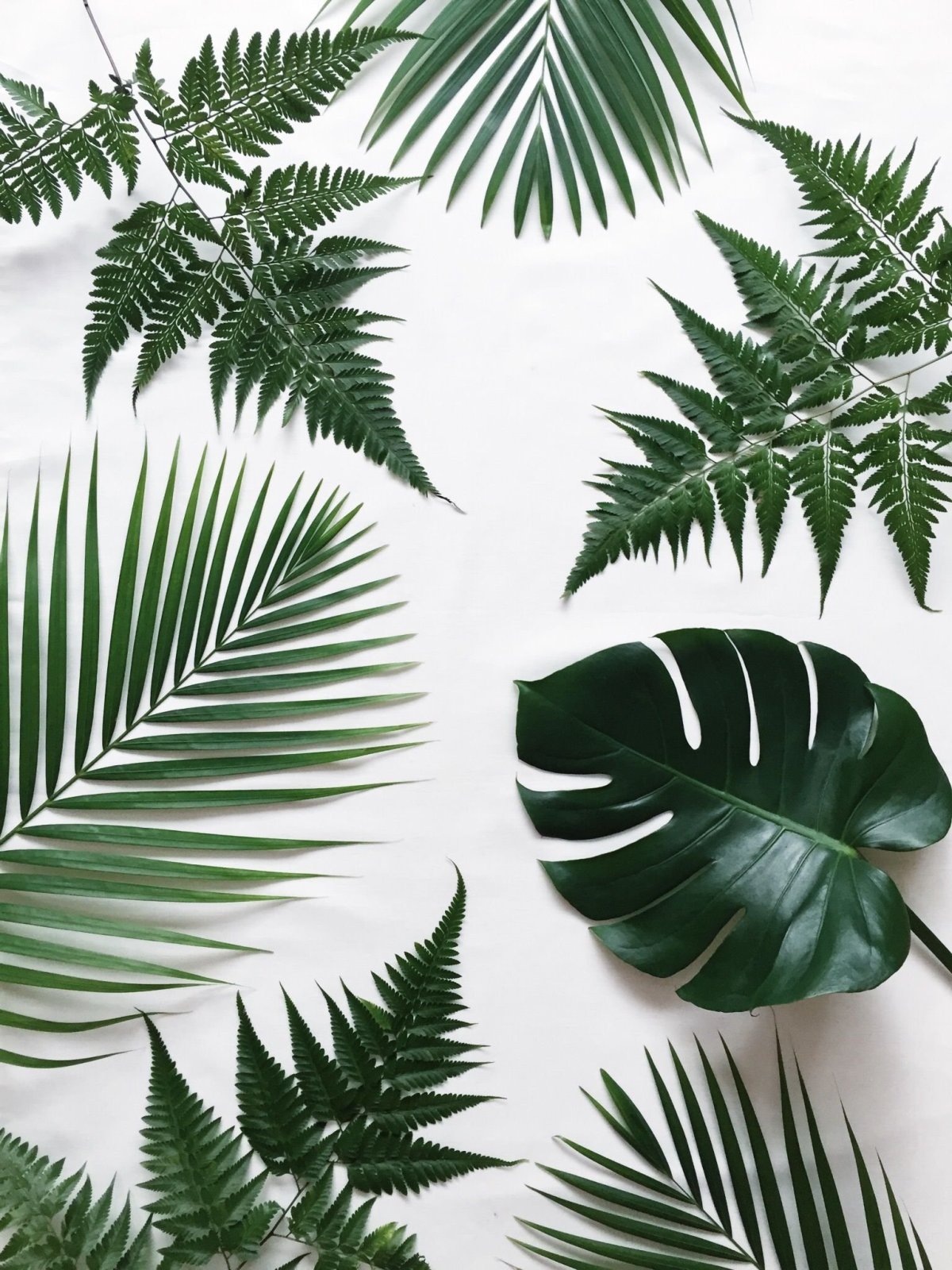 Тропические лист Monstera