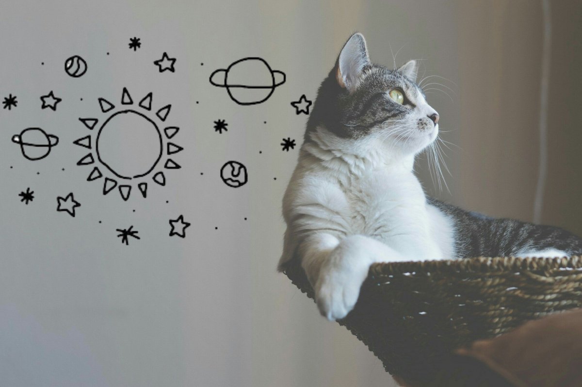 Обои с котиками Эстетика