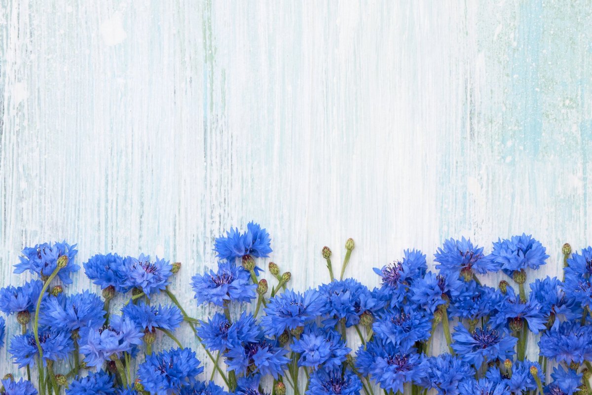 Синие цветочки
