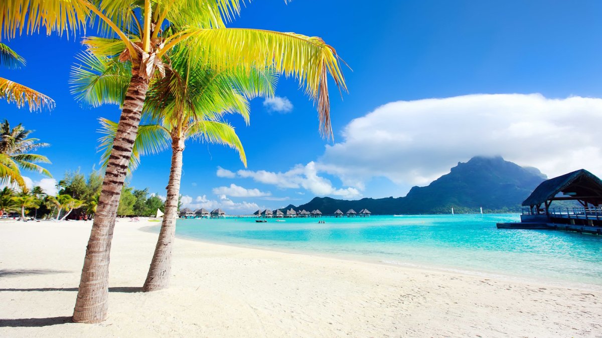 Бора Бора пальмы