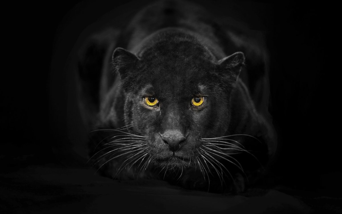 Леопард меланист