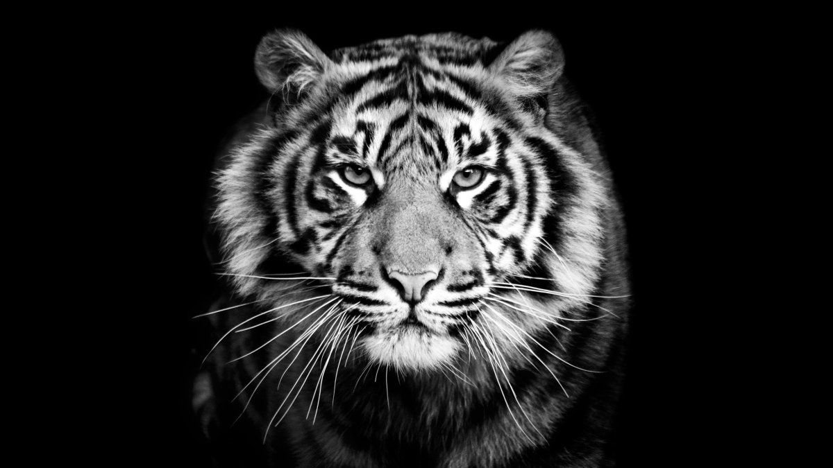 Блэк Тайгер