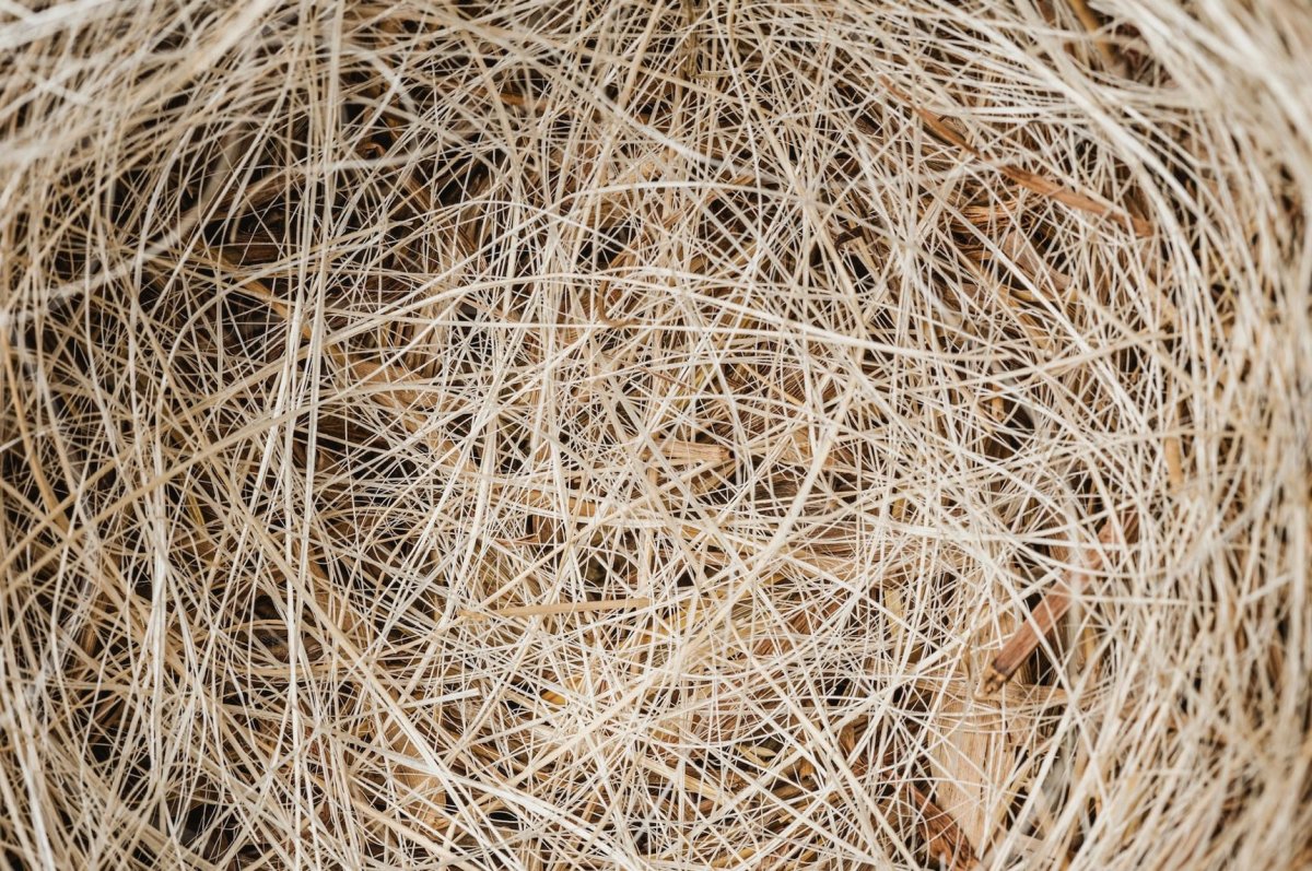 Авдотья Сеногнойка