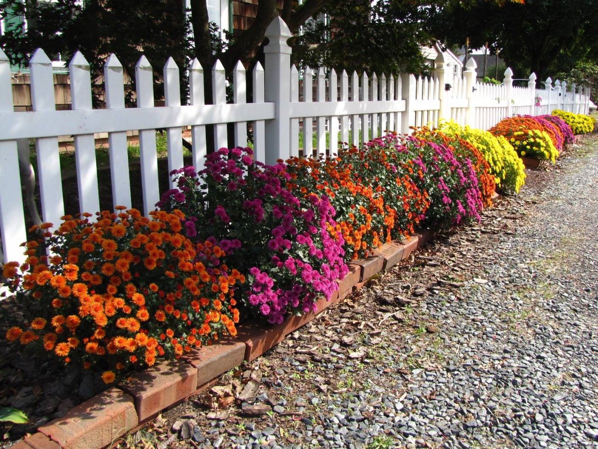 Цинии низкорослые бордюрные