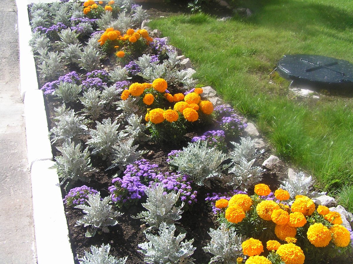 Бархатцы и цинерария на клумбе