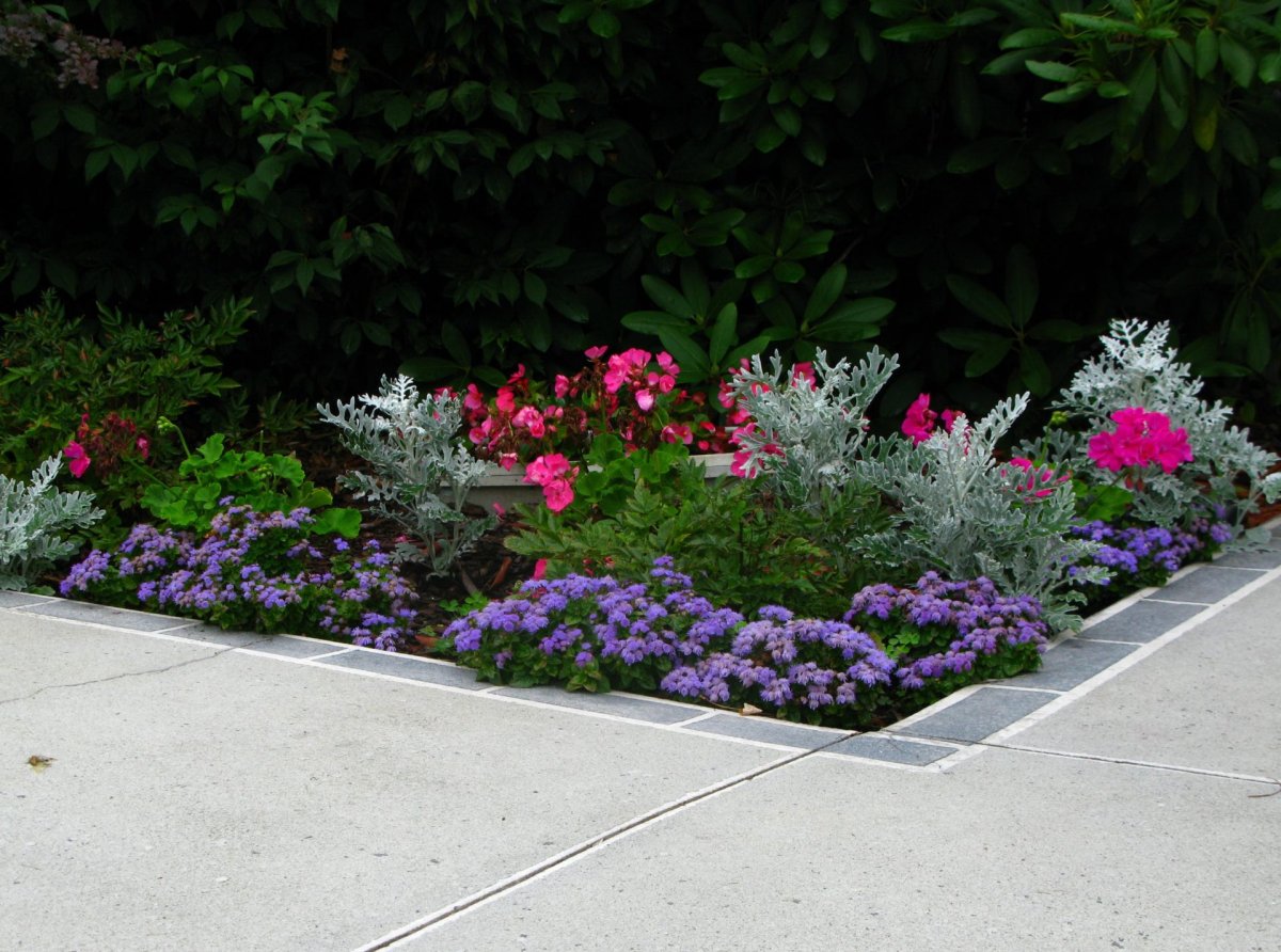 Рабатка Тунберга