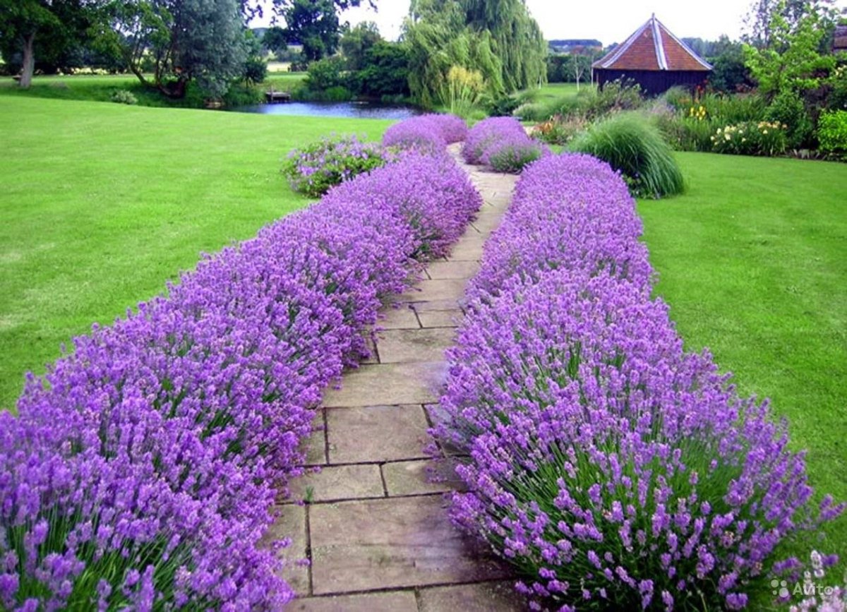 Лаванда Hidcote Blue