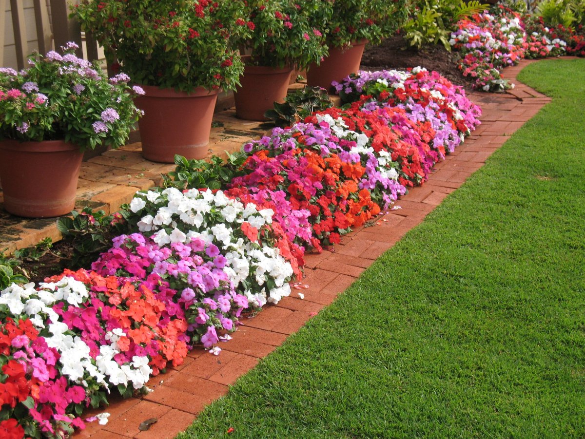 Рабатка из петуний