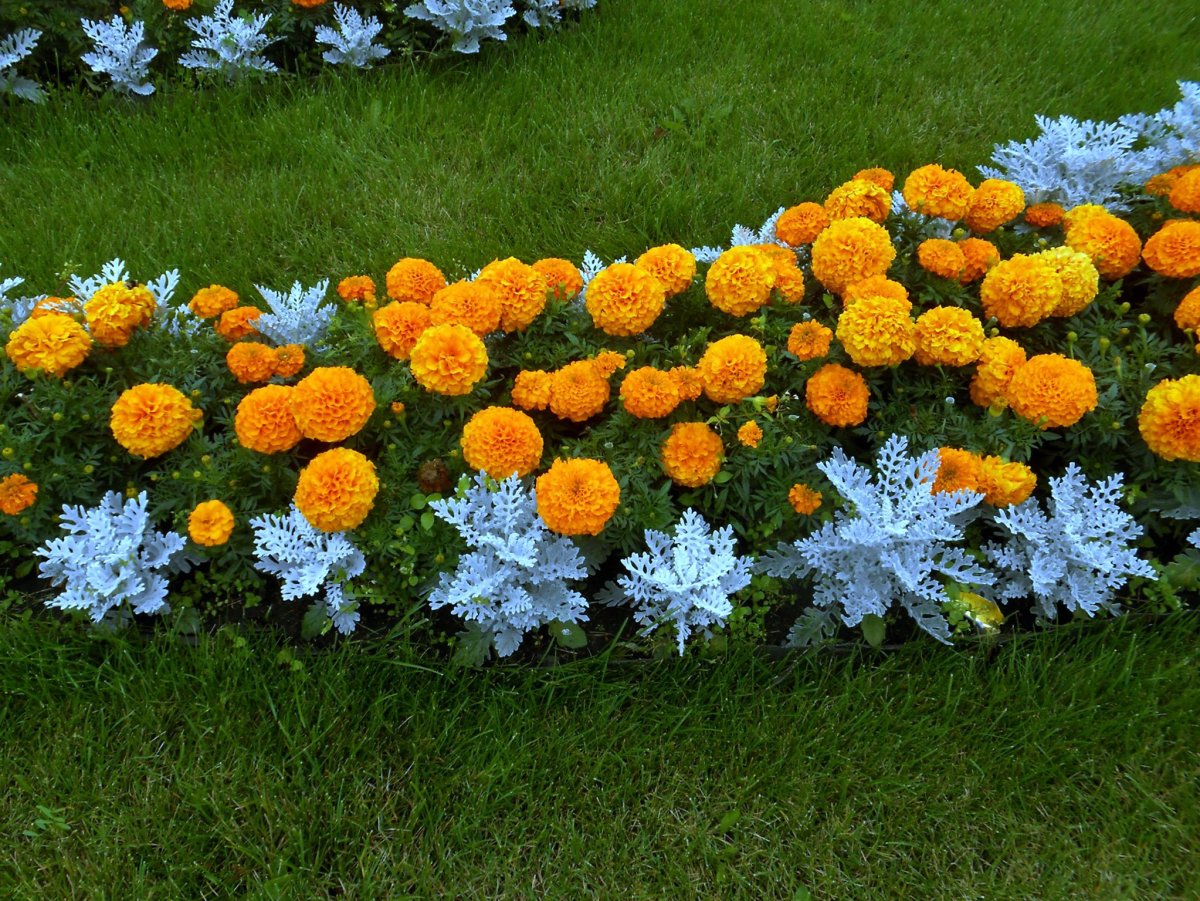 Агератум и бархатцы